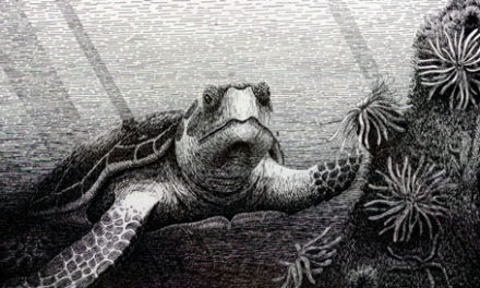 Wild Woman Carol Ruckdeschel, the “Jane Goodall of sea turtles” and more.
